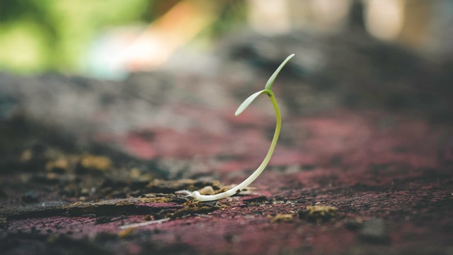 Germination d'engrais sans azote 0-20-20