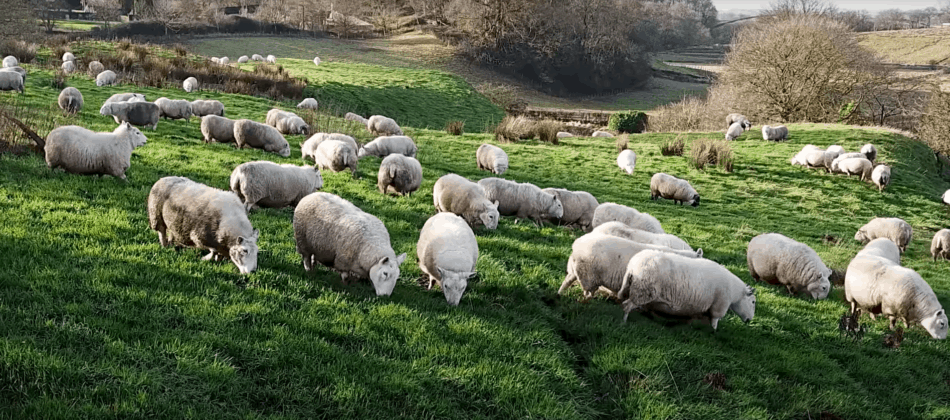 image de moutons en train de brouter tirée de The Sheep Game (YouTube)