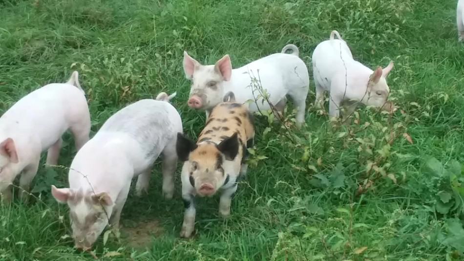 une partie d'une portée de porcelets croisés courant dans le pâturage