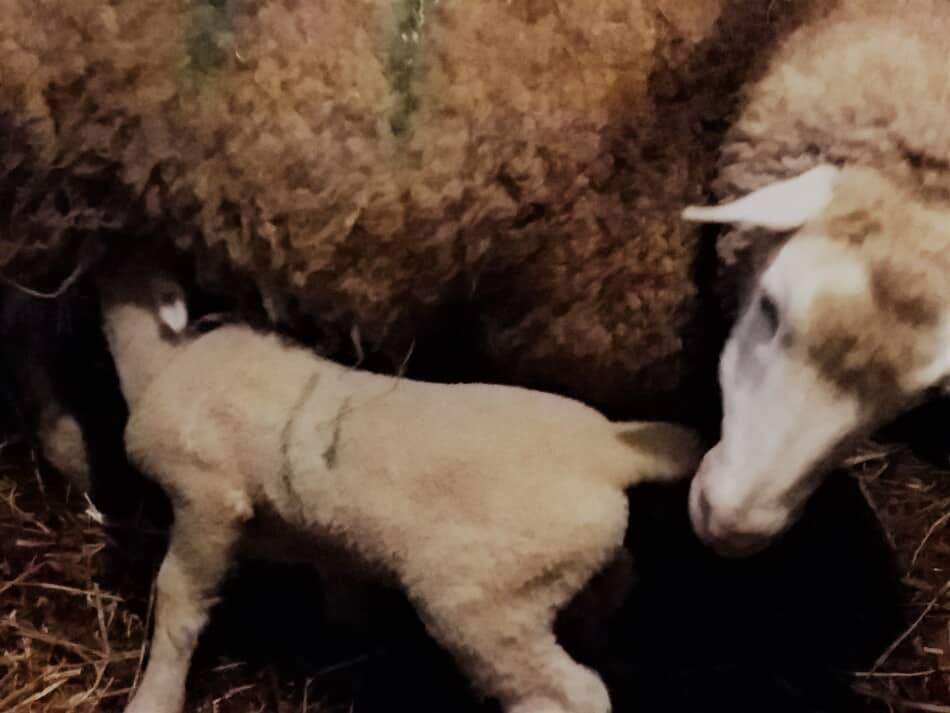 brebis allaitant son nouveau-né