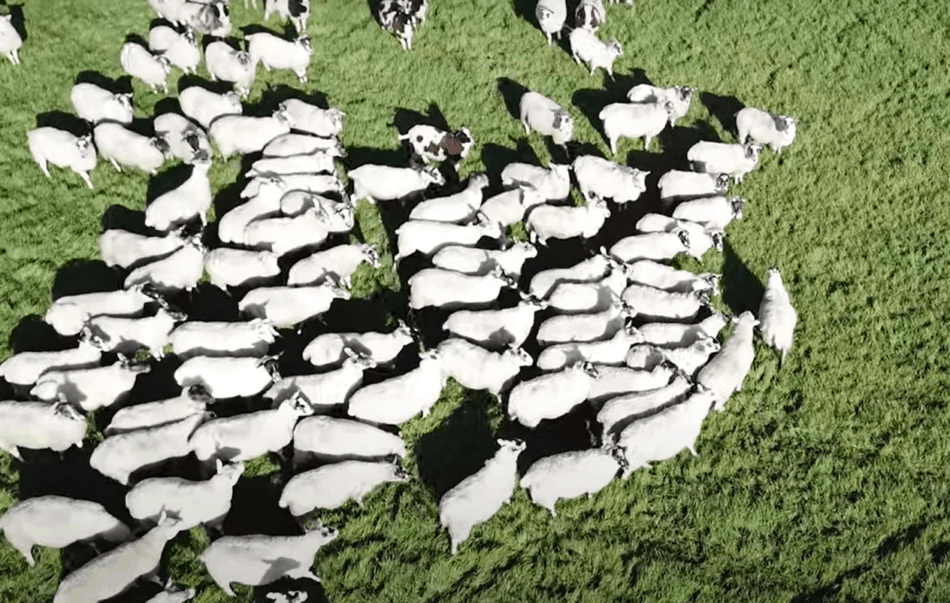 prise de vue d'un mouton par un drone The Sheep Game (YouTube)