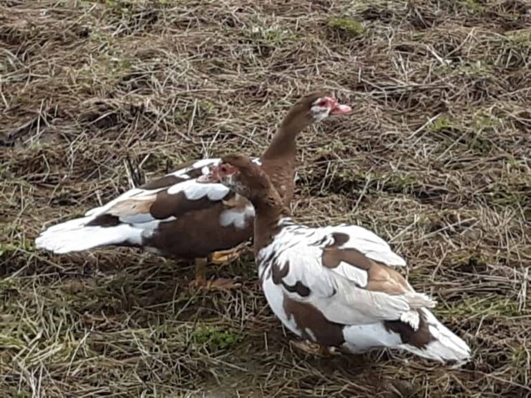 Canards de Barbarie. Ce sont des femelles chocolat et blanches.