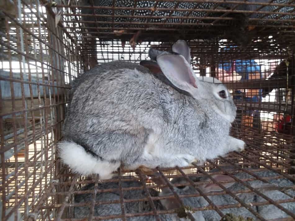 une paire de lapins chinchilla américains à vendre lors d'une vente aux enchères locale