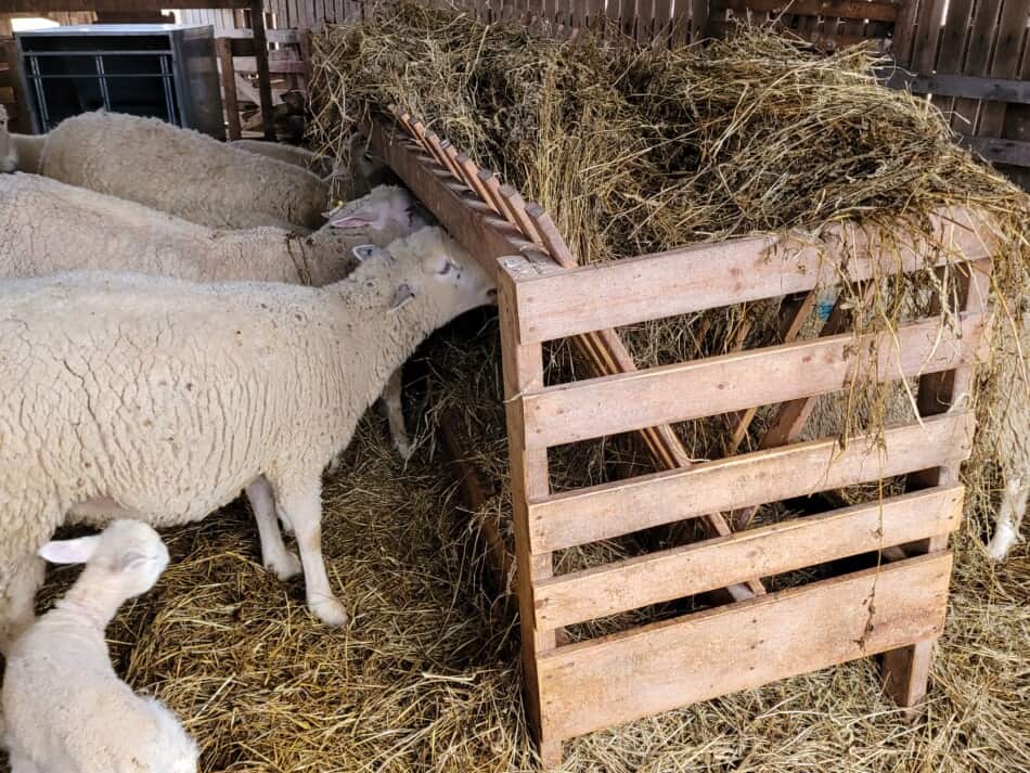 brebis avec agneaux mangeant du foin dans une mangeoire dans une grange