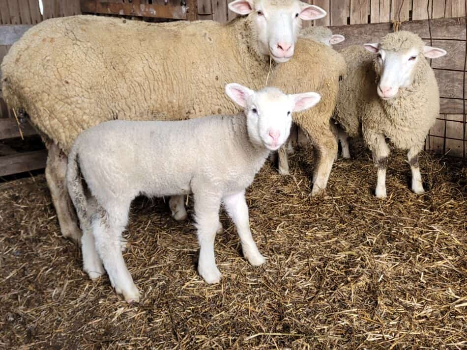 brebis à face blanche avec agneau dans la grange