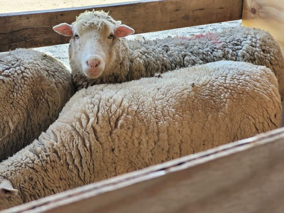 mouton à face blanche dans un enclos attendant d'être tondu