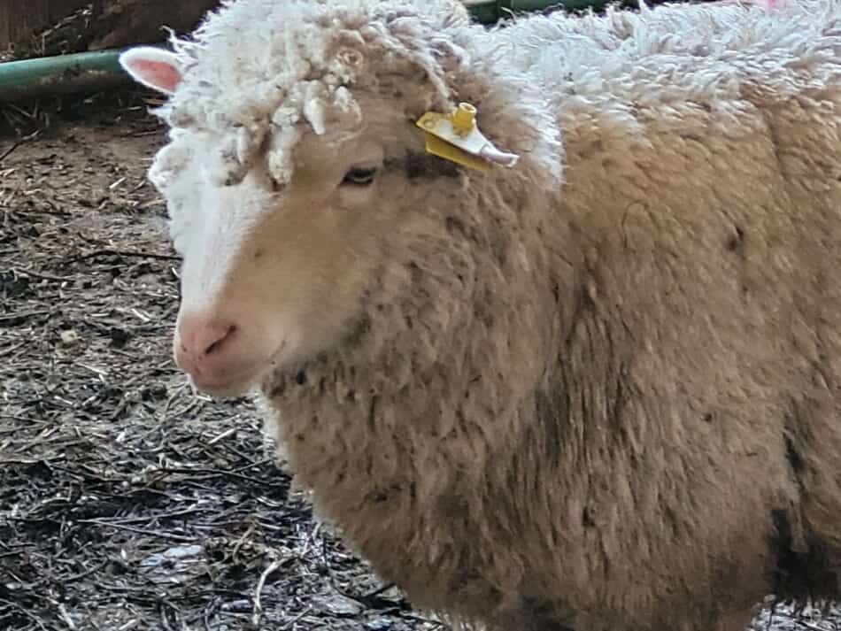 brebis à face blanche avec une étiquette d'oreille jaune