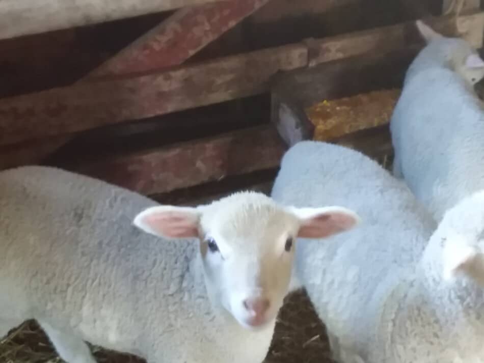 agneaux à face blanche dans la zone de rampement