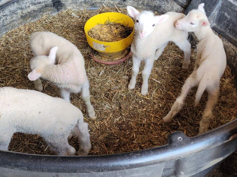 agneaux en bouteille dans un enclos