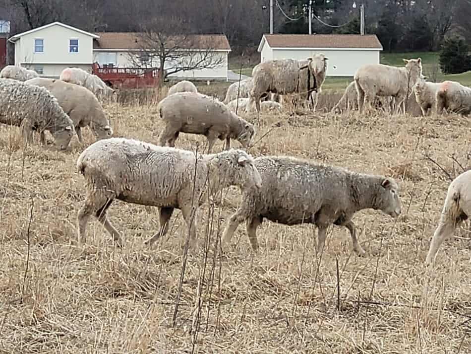 mouton à face blanche marchant dans un pâturage d'hiver