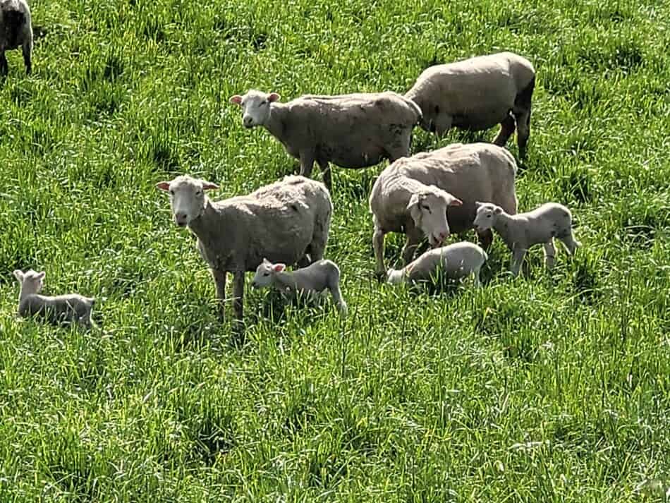 brebis avec jeunes agneaux dans les pâturages de printemps