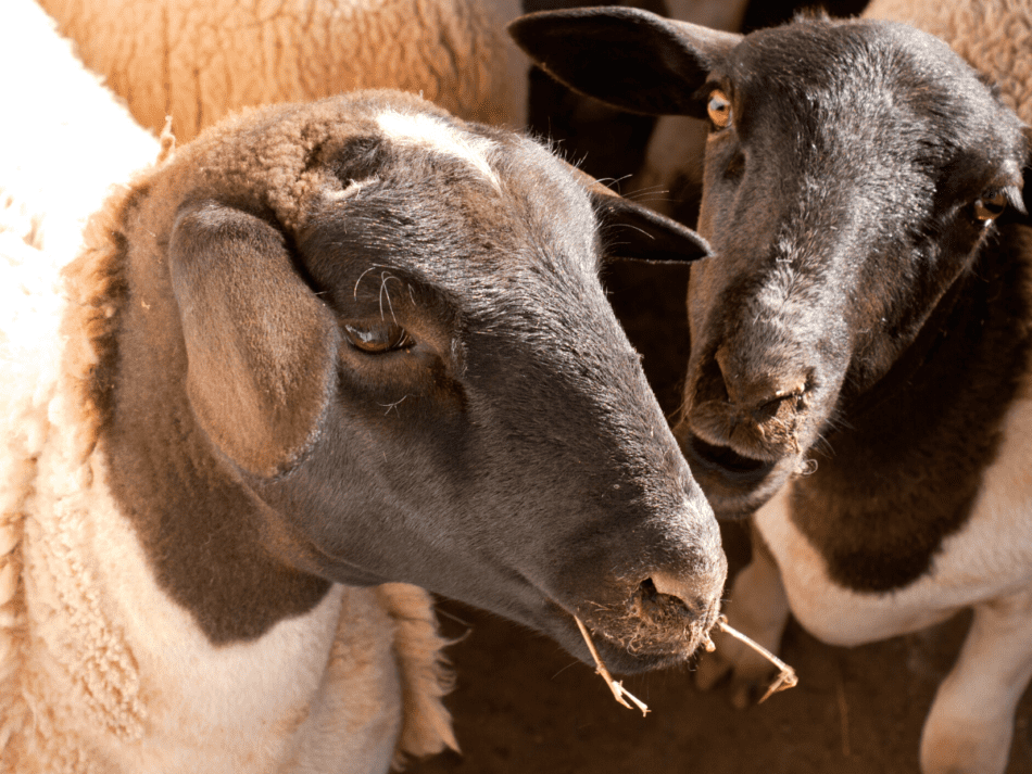 gros plan de la tête du mouton Dorper montrant que le mouton est sans cornes (naturellement, il ne pousse pas de cornes)