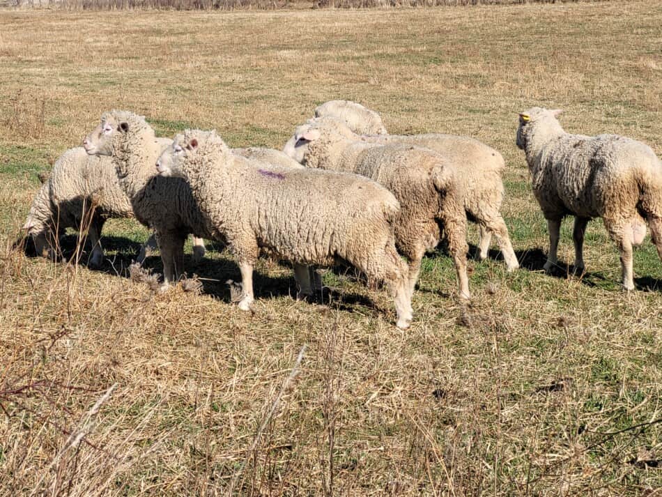 7 béliers reproducteurs à face blanche debout dans un pâturage