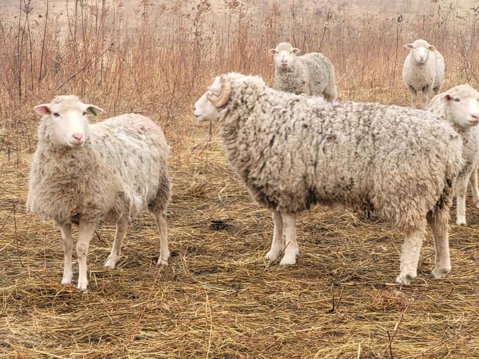 bélier à face blanche avec des cornes dans un pâturage avec des brebis à face blanche