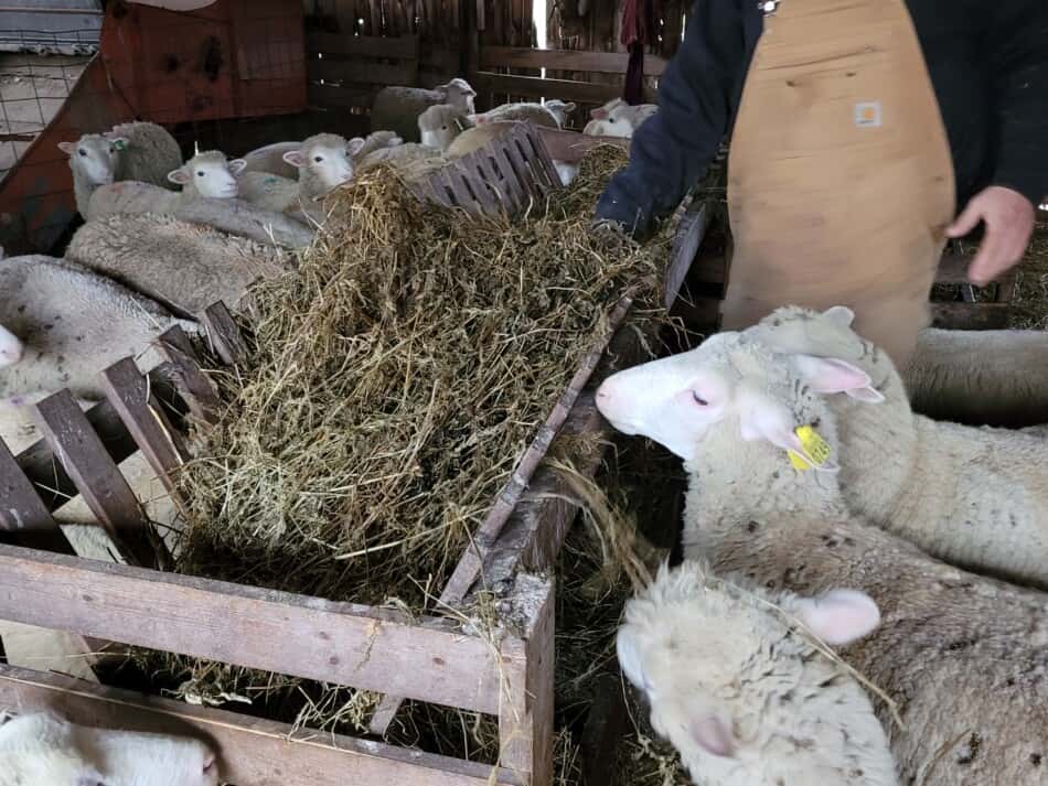 mettre de l'ensilage dans une mangeoire en bois entourée de moutons