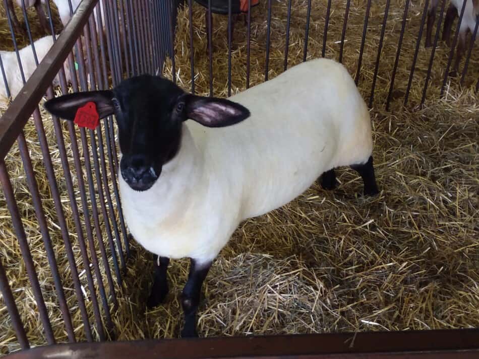 agneau d'exposition à face noire dans un enclos