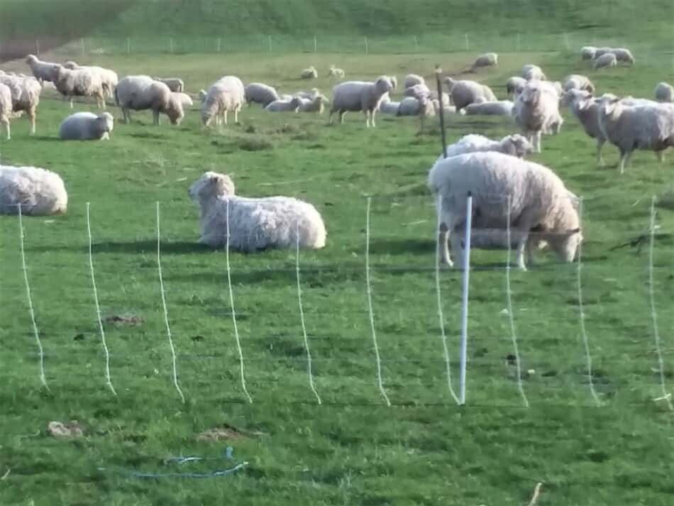 pâturage de moutons avec clôture électrique