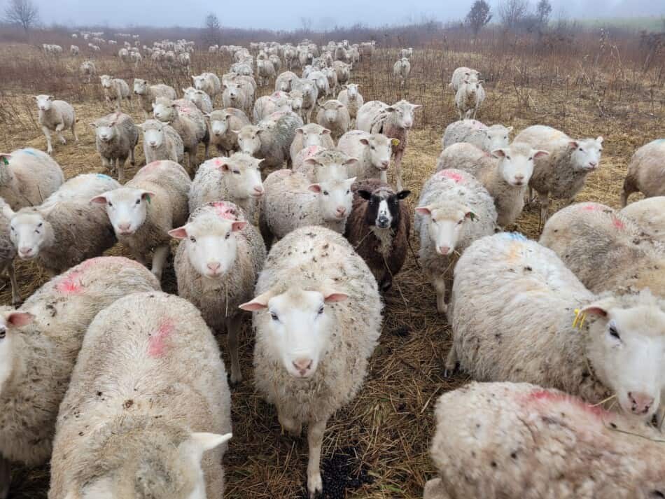 troupeau de moutons à face blanche avec un mouton noir regardant la caméra