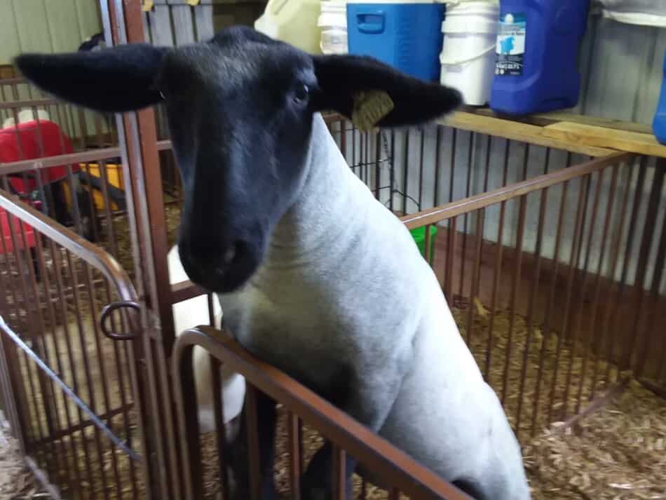 Des moutons du Suffolk sur les panneaux d'un enclos essayant de se faire caresser