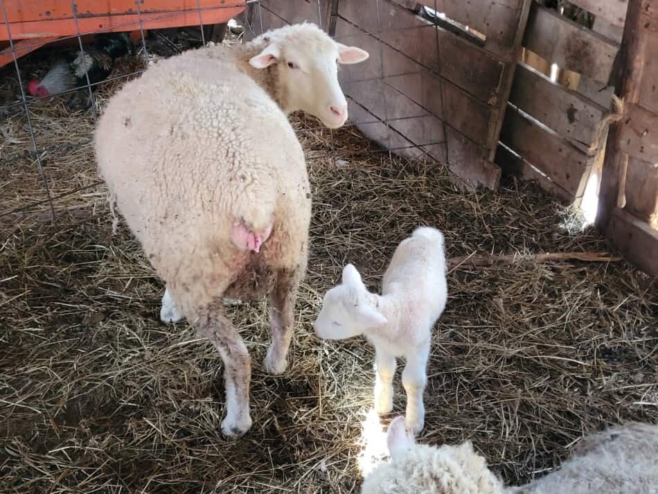 nouvel agneau né en fin d'année