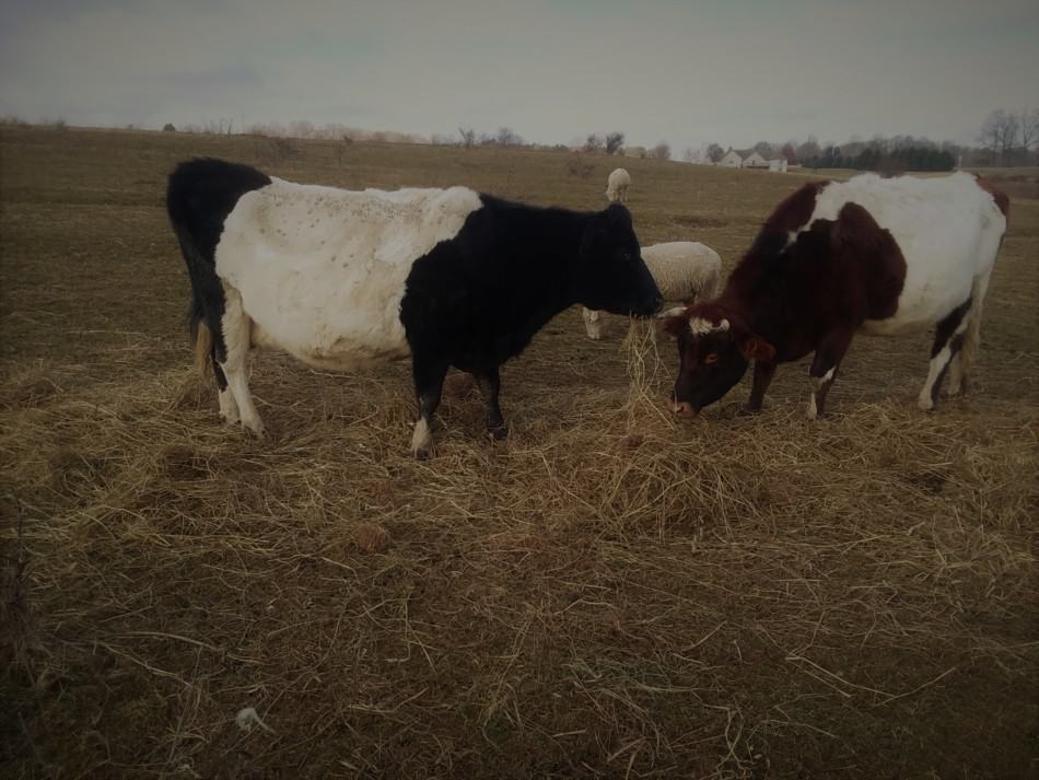 deux bovins mangeant du foin sur le sol dans un pâturage avec des moutons