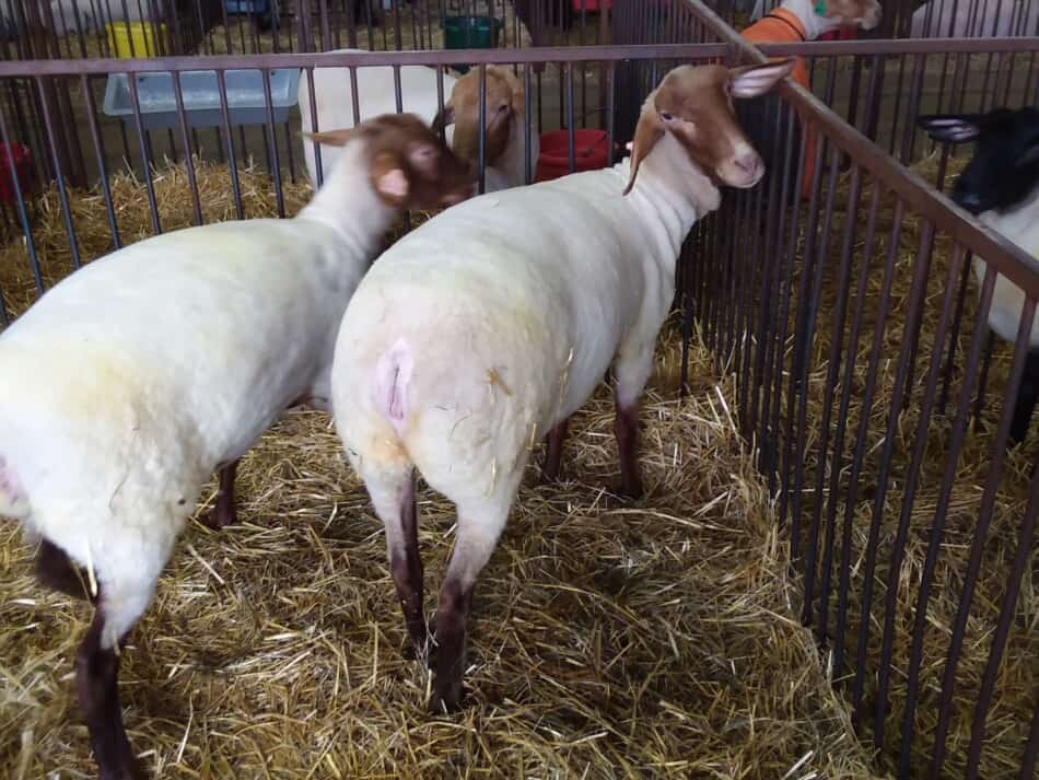 Moutons de Tunis lors d'une exposition ovine