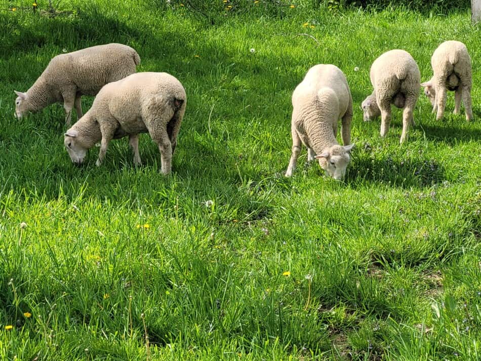 Agneaux de mars sur l'herbe à la fin du printemps/début de l'été