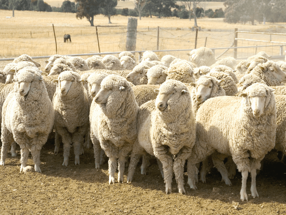 sont de Mérinos en passant par Rambouillet.