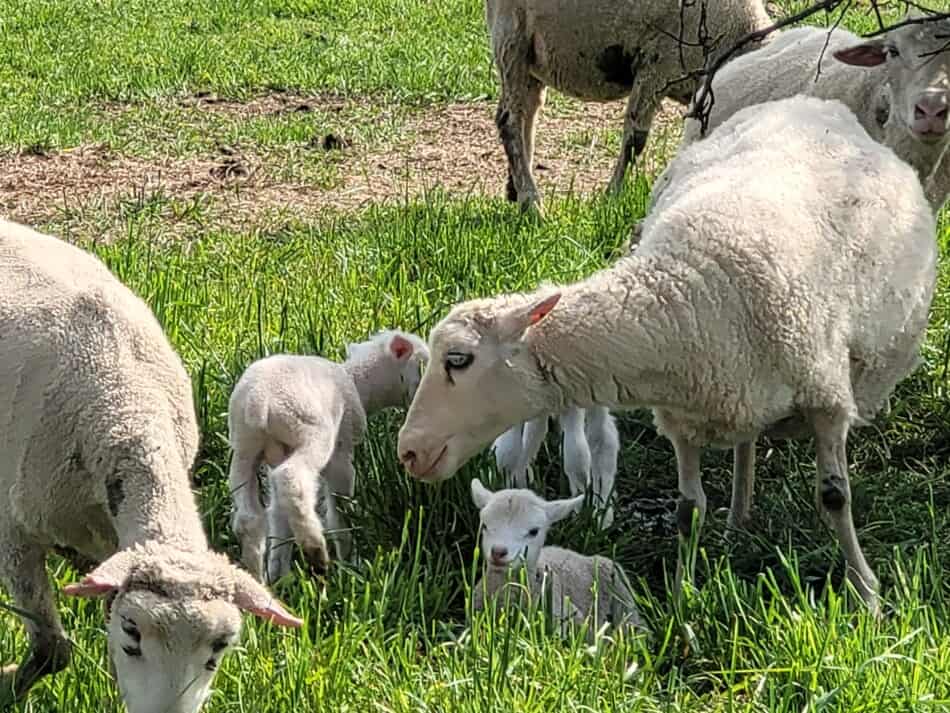 brebis au pâturage au printemps avec de nouveaux agneaux