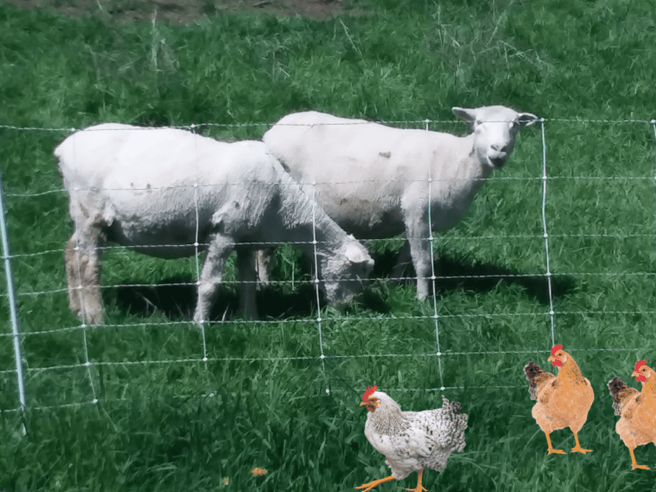 moutons paissant derrière un filet électrique avec des poulets au premier plan