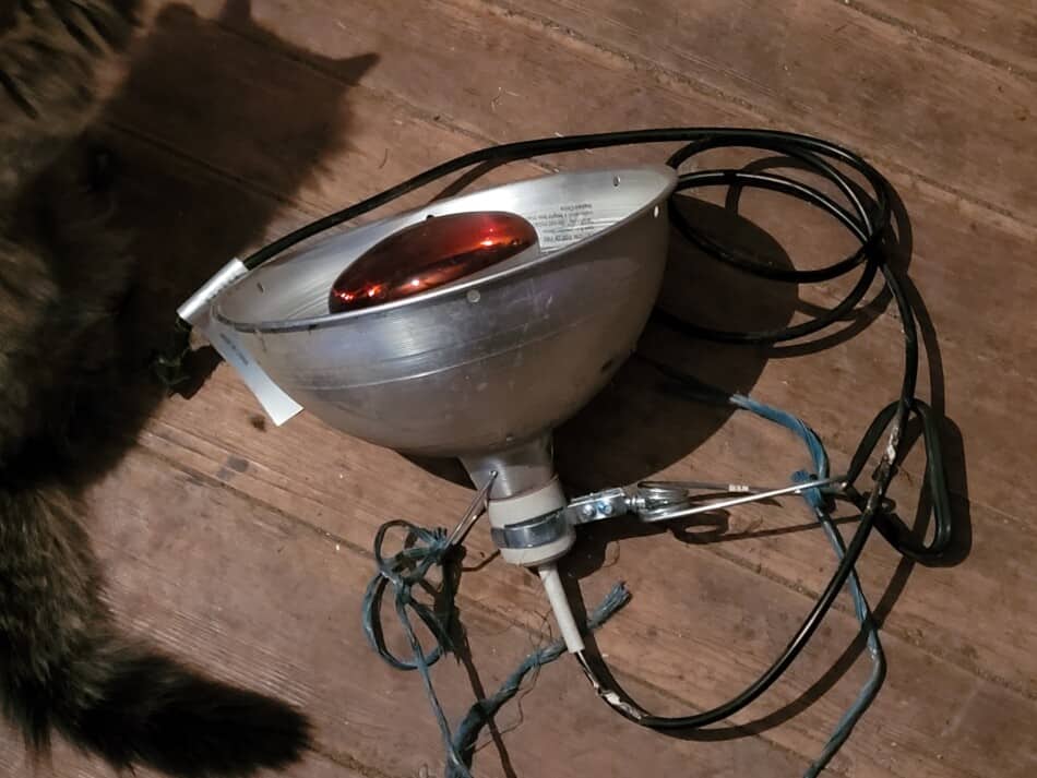 lampe chauffante avec ampoule rouge à côté du chat