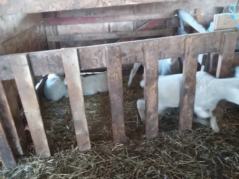 agneau sortant d'une barrière rampante faite maison