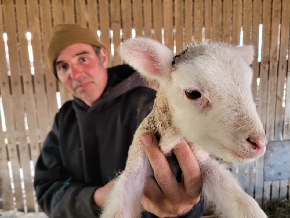 Le mari de l'auteur, tenant un jeune agneau hors saison dans une grange