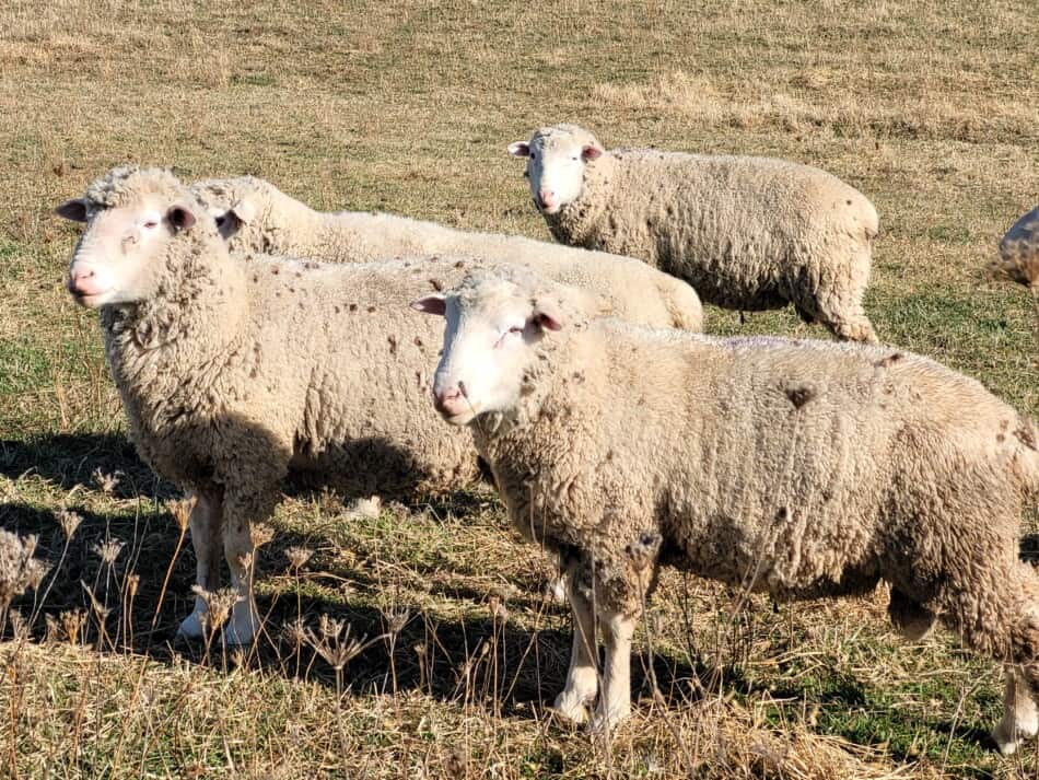 groupe de béliers reproducteurs à face blanche au pâturage