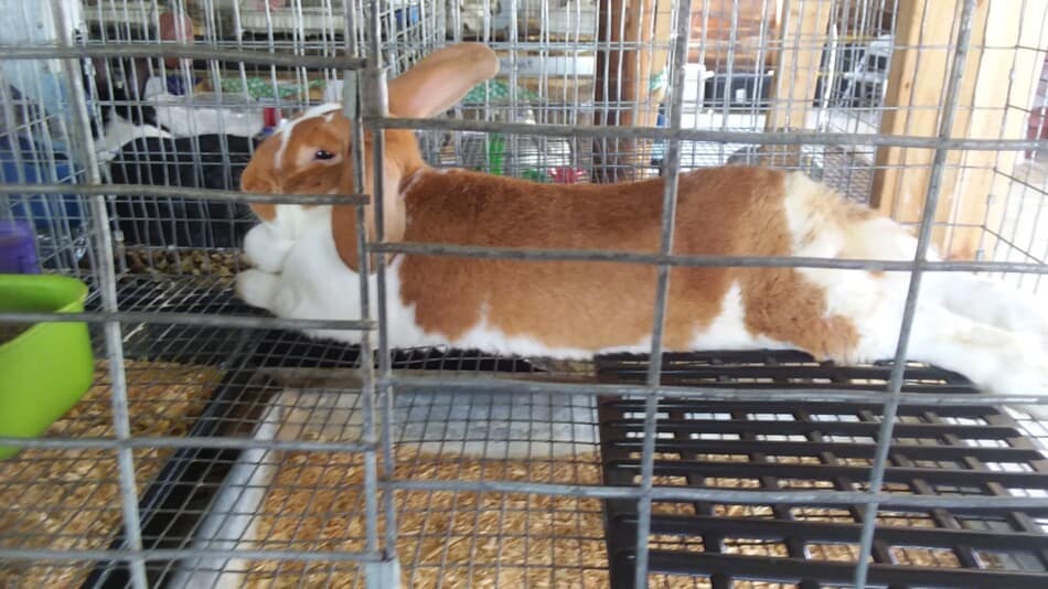 lapin brun et blanc se reposant dans une cage