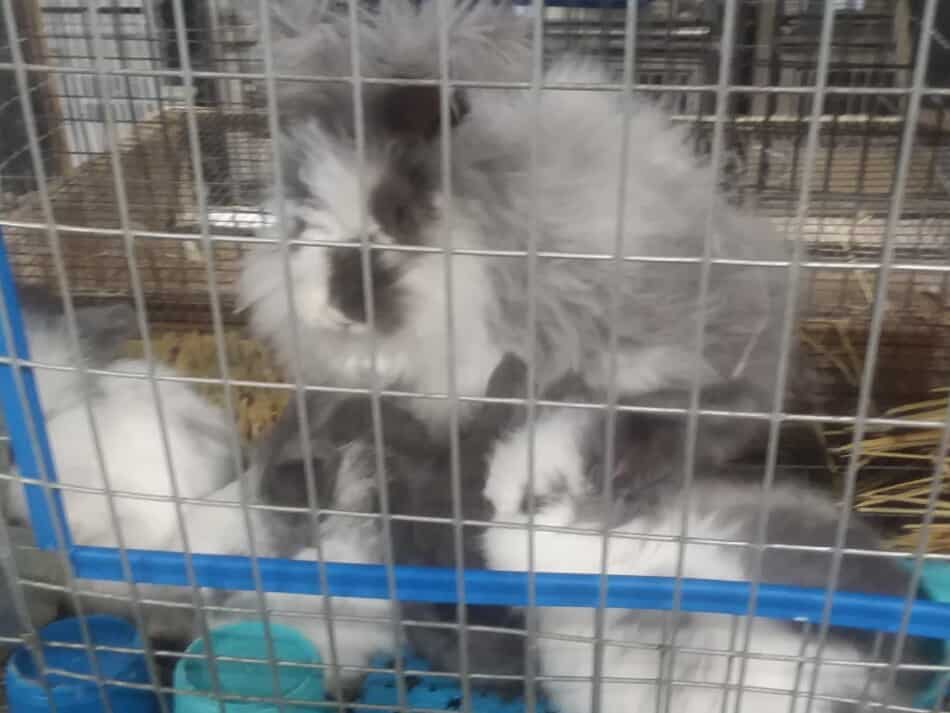 lapin angora avec litière