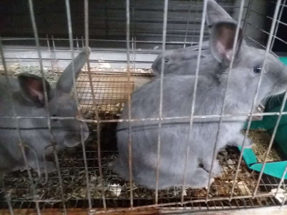 Lapins, friteuses bleues de Nouvelle-Zélande à la foire