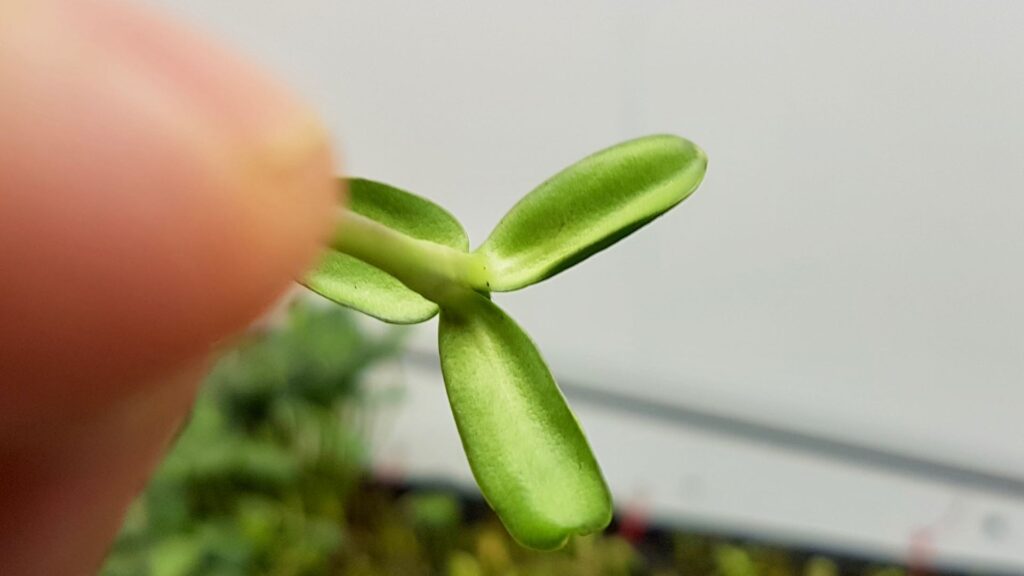 Pourquoi ma micro-pousse de tournesol a-t-elle fait germer trois feuilles ?