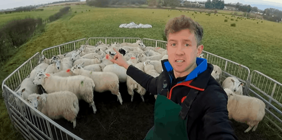 Cameron Wilson avec quelques-uns de ses moutons dans un enclos