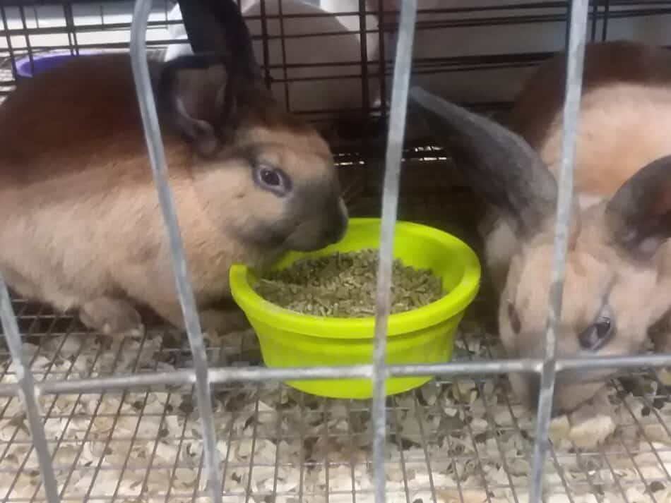 Lapins cannelle mangeant des granulés dans un bol