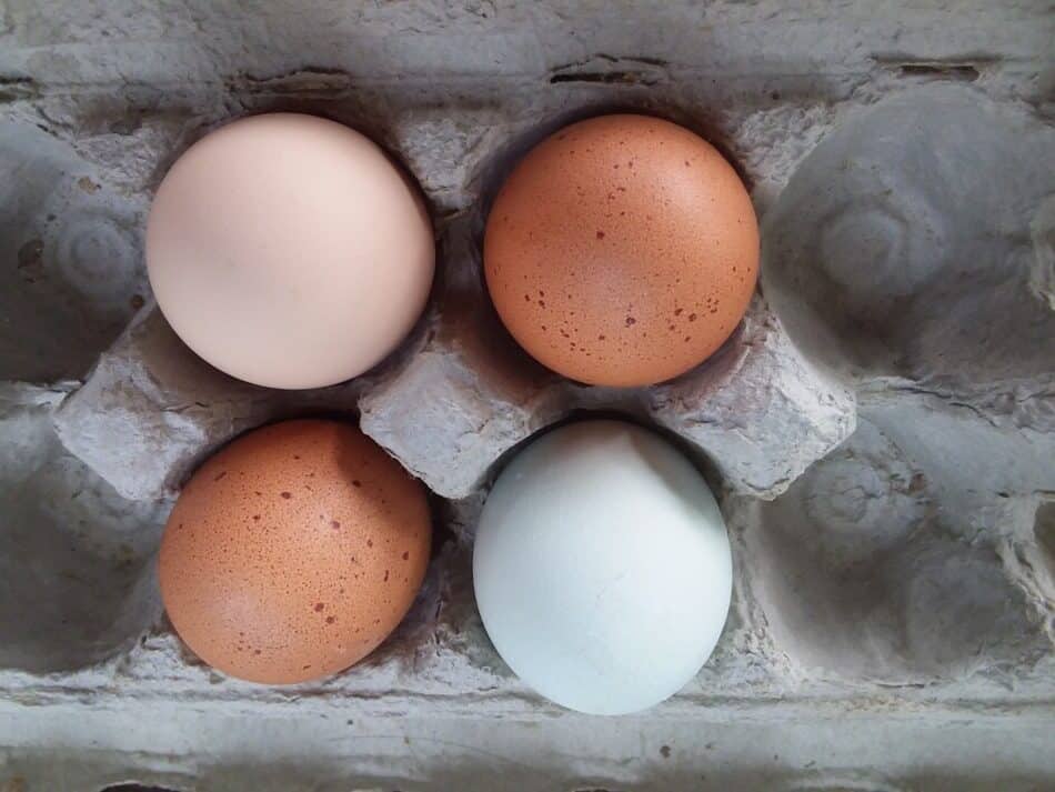 quatre œufs dans un carton présentant différentes couleurs de coquille