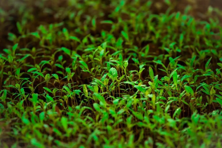 De combien d’heures de lumière les micro-pousses ont-elles besoin ?
