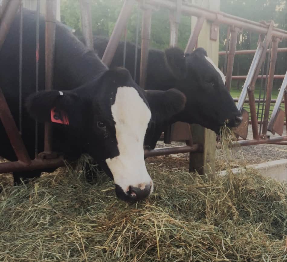 bovins de boucherie mangeant du foin à travers une prise de tête