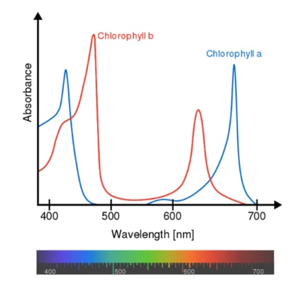 Spectre d'absorption de la chlorophylle a et b