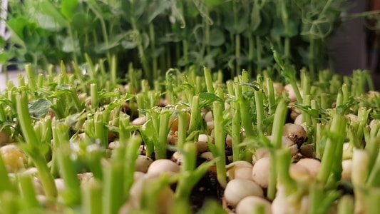 Plateau de micro-pousses de pois à moitié récolté