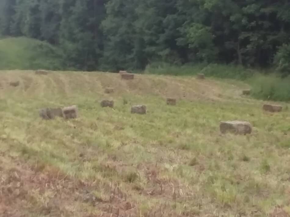 première coupe de foin d'herbe en petites balles carrées pas encore ramassées