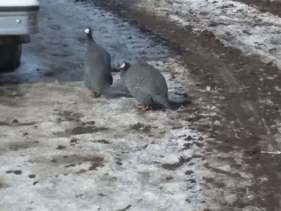 pintade dans la neige