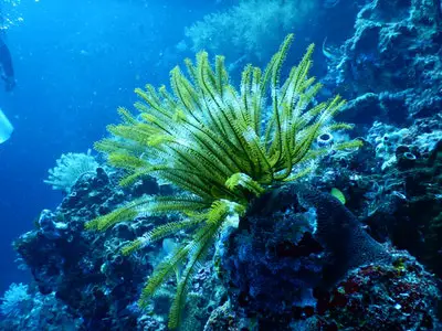 Combien de temps faut-il mettre les plantes d’aquarium en quarantaine ?