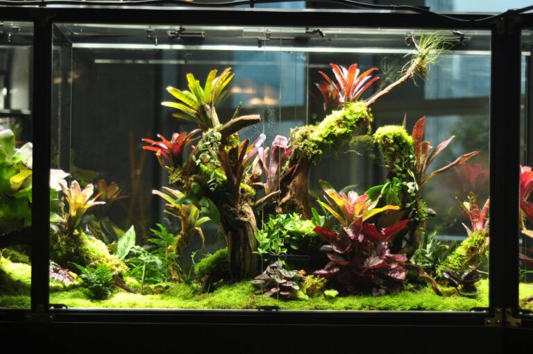 Comment nettoyer et mettre en quarantaine les plantes du terrarium
