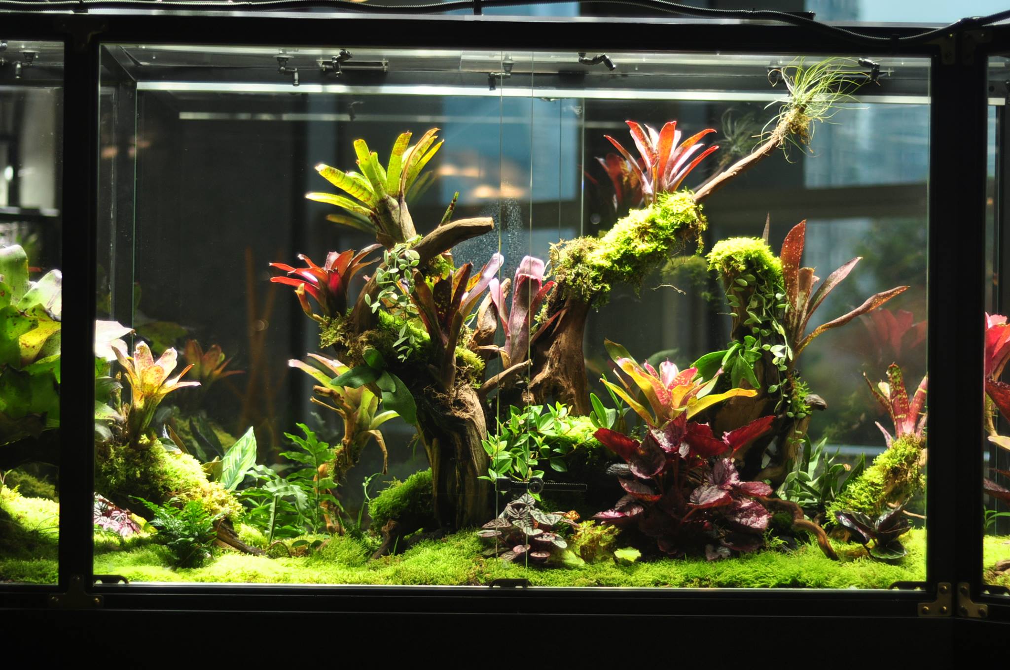 Comment nettoyer et mettre en quarantaine les plantes du terrarium